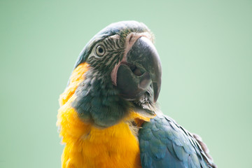 Colorful parrot, cute bird