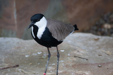 Grey bird with white on its head and black crest