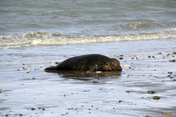 Fototapeta premium Seal relaxed on beach