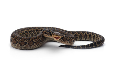 Fototapeta premium Cuban tree boa isolated on white background