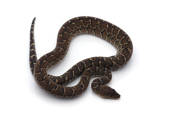 Cuban tree boa isolated on white background