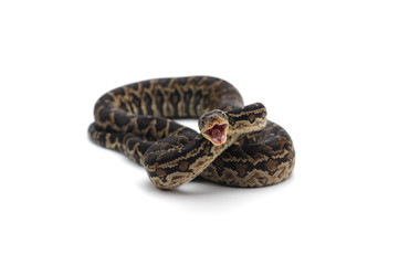 Cuban tree boa isolated on white background