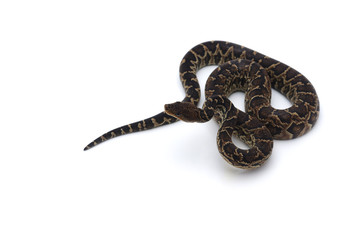 Cuban tree boa isolated on white background