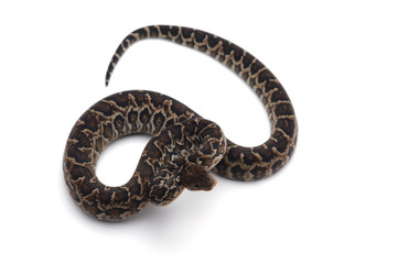 Cuban tree boa isolated on white background