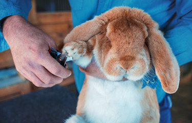 Trimming rabbit's nails. Pets and animals concept