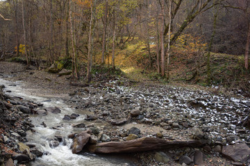 first snow in the woods