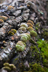 growing wood mushrooms on a stump