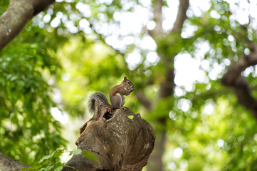 Squirrel animal sit on tree branch in wood