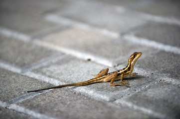 Lizard with long tail sit on brick pavement
