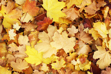 Beautiful autumn fall leaf leaves texture background. Yellow brown vibrant colorful leaf pattern closeup wallpaper texture. Colorful,