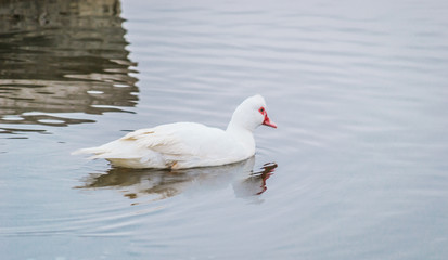 duck on lake water