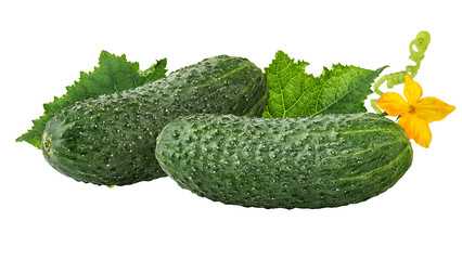 Fresh cucumbers with leafs and flower isolated on white background with clipping path