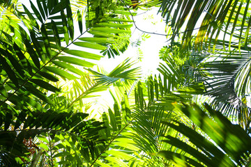 A green canapy of tropical plants foliage viewpoint is looking upwards with green textures and shapes of the tropical plants with the sky behind 