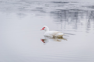 duck on lake water