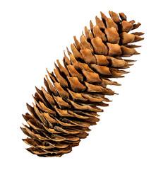 Naklejka na ściany i meble Brown pine cone on white background with clipping pass