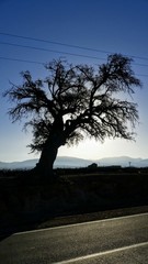 Un super vieux arbre d'Argane qui est sur le bord de la route de Tiznit-Guelmim au sud du Maroc.