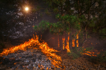  wildfire, burning pine forest .