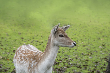 The portrait of spotted fallow deer doe standing in the grass