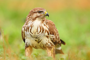 Portrait of a common buzzard on the grass