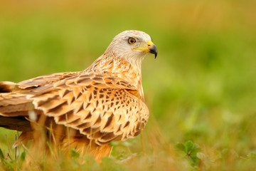 Portrait of a red kite on the grass