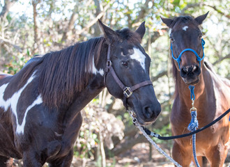 Obraz premium Horses Bridled to tree