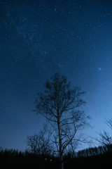Fototapeta na wymiar 夜空と木