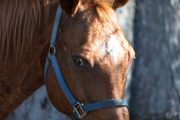 Horses Bridled to tree