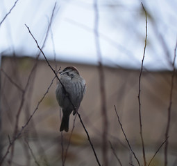 birds in the city - sparrow