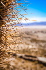 Close up of sharp cactus thorns