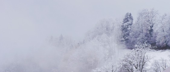 Panorama Wald in Nebel und Schnee