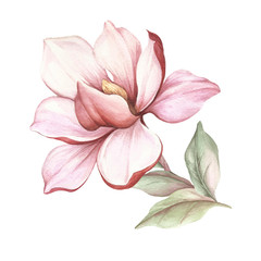 Image of blooming magnolia branch. Watercolor illustration - obrazy, fototapety, plakaty