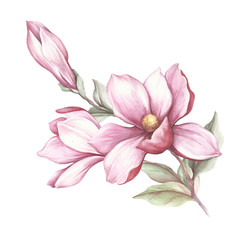 Image of blooming magnolia branch. Watercolor illustration - obrazy, fototapety, plakaty
