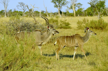 Botswana Chobe 2017 Kudu Antilope Africa 