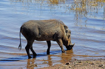 Wathog Warzenschwein Africa