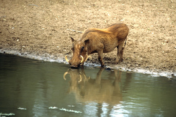 Wathog Warzenschwein Africa