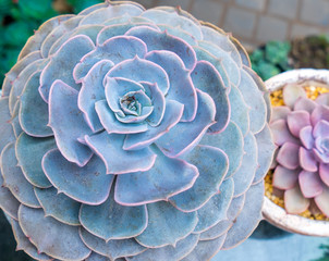 Rectangular arrangement of succulents; cactus succulents in a planter
