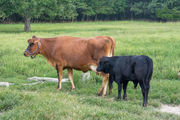Naklejka na ściany i meble Mother and Son Jersey Cows Standing Together in Green Pasture