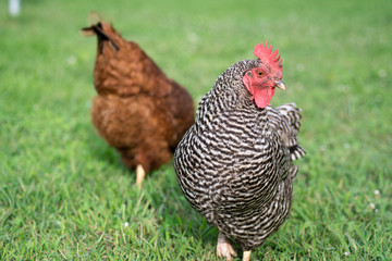 Plymouth Rock Hen with another Chicken in Background