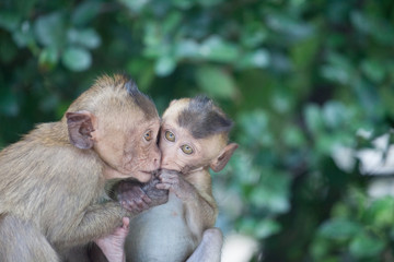 Naklejka premium 可愛いサル