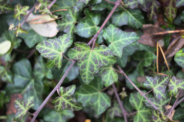 Dark green foliage of a healthy plant with raindrops.