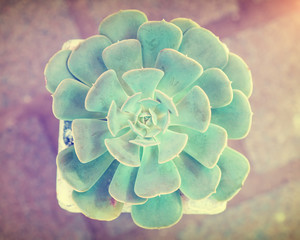 Rectangular arrangement of succulents; cactus succulents in a planter