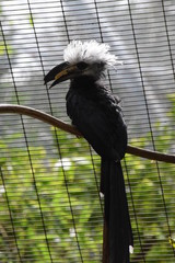 Bird in the zoo