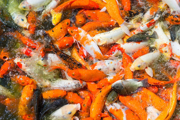 koi fishes in the pond