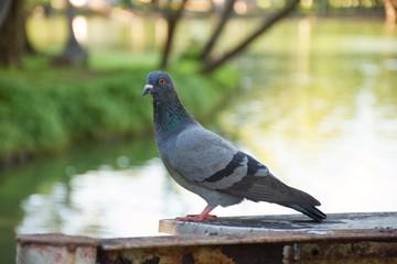 A single pigeon acts like it is waiting for soul mate to share and spend the whole of its left over life. 