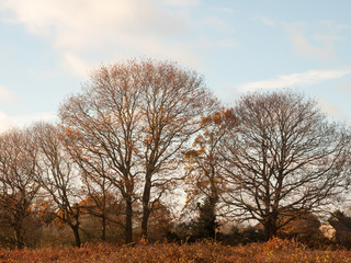 Obraz premium autumn tree skyline brown bare branches no leaves fallen clear sky ahead