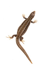 Sand lizard (Lacerta agilis) on a white background