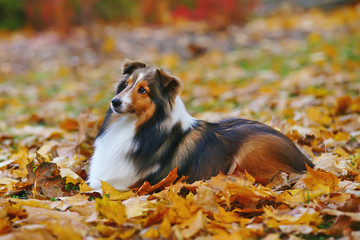 Cute sable Sheltie dog lying down outdoors in fallen maple leaves in autumn