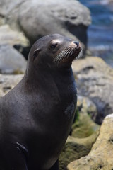 Naklejka premium Sealion