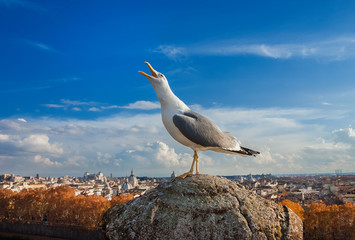 Seagull with Rome sunset panorama