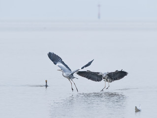Portrait of natural grey herons